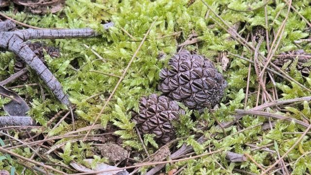 Two sheoak seed pods lay amongst verdant green mosses, with sheoak needles, bark and twigs interspersed through the scene.