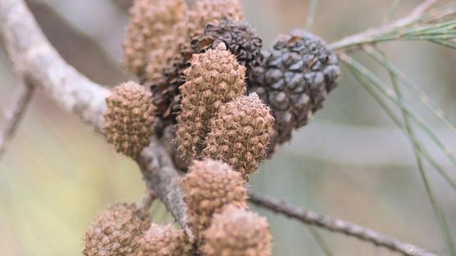 Several Sheoak seed pods on a tree limb, still a lighter brown as they form. Darker, more mature pods off centre behind.  Blurry background.