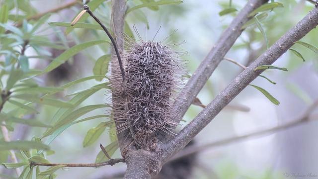 A drying banksia seed pod close up, small branches reaching up right and left. Blurry background.