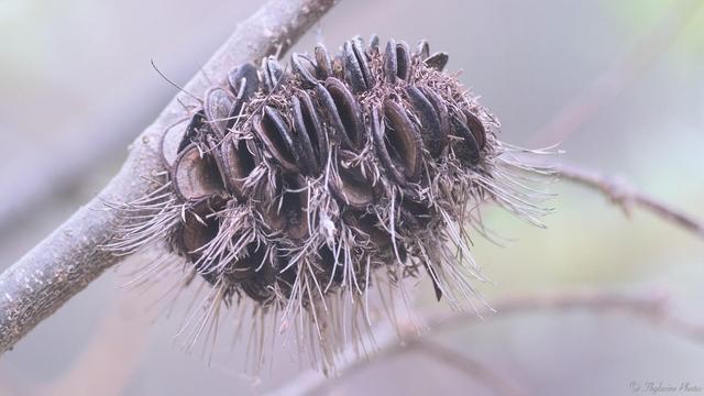 Close up of a dried banksia seed pod, the openings like small clams arranged in rows along it's cylindrical length, dried remains of the flower curling amongst them.