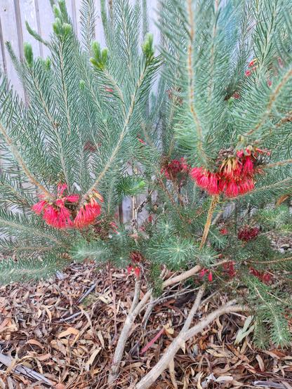Unusual callistemon place with fine grey/green foliage and red flowers.