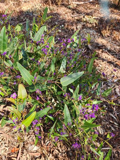 Hardenbergia: native climber with purple flowers