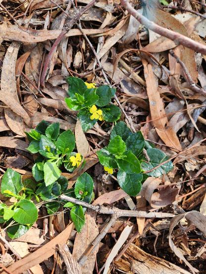 Tiny native groundcover with yellow flowers and dark green leaves