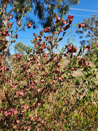 Shrub with small leaves and lots of small brownish papery flowers