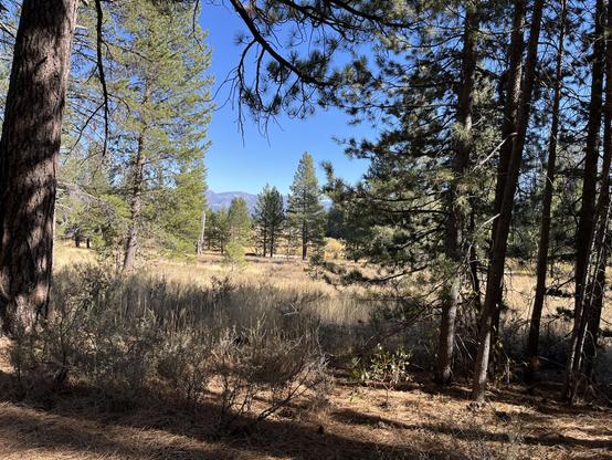Meadow in #Truckee, California where the #Donner Party was snowbound for the winter of 1846-1847.
