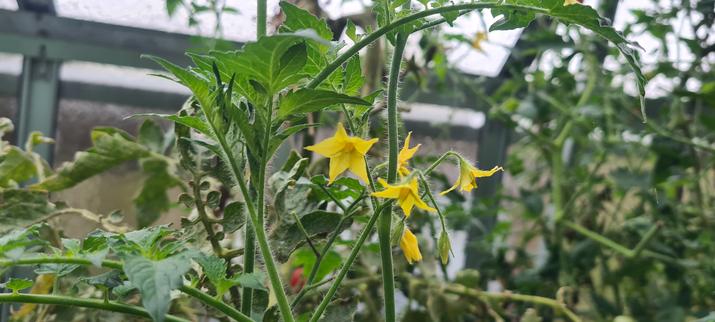 toamten bloomed in the greenhouse