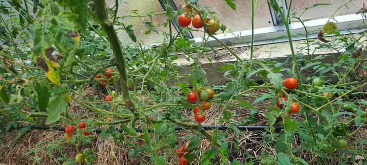 tomaten in the greenhouse