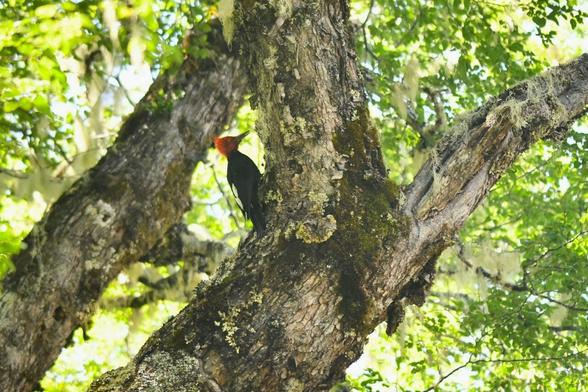Le pic de Magellan se trouve sur un tronc en hauteur. Il est reconnaissable à sa tête d'un rouge orangé flamboyant qui contraste avec le noir de son corps.