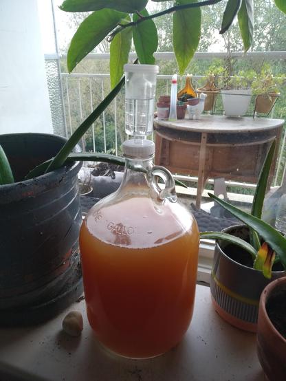 A glass gallon jug filled with cloudy apple juice with a plastic water lock. Sitting on a window sill  surrounded by aloë vera cuttings.