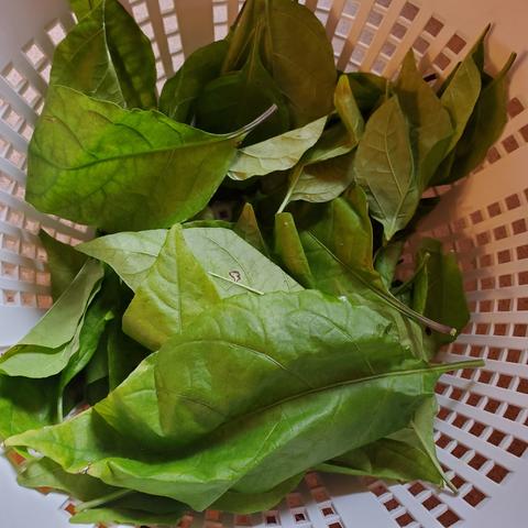 A white plastic colander with green pepper leaves harvested from chili plant.