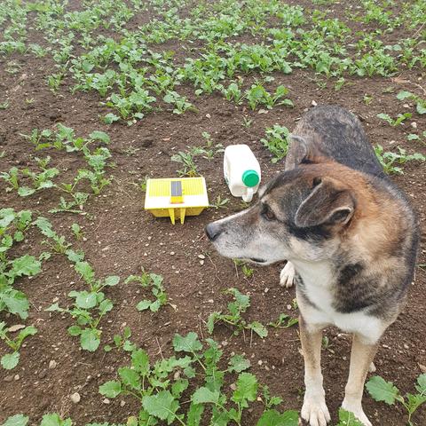 Hund vor gelber box