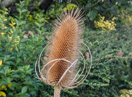 Closeup of the bristly, light brown, egg-shaped seed head of a teasel. Spiny bracts curl exuberantly from its base.