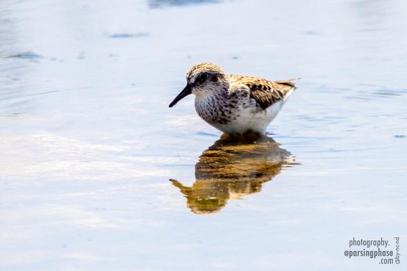 A little sandpiper paddles in shallow water, which still reaches his belly.