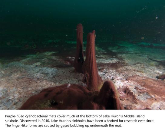 Purple-hued cyanobacterial mats cover much of the bottom of Lake Huron's Middle Island sinkhole. Discovered in 2010, Lake Huron's sinkholes have been a hotbed for research ever since. The finger-like forms are caused by gases bubbling up underneath the mat.
