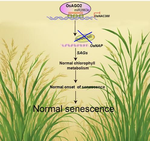 Annotated flow diagram illustrating how ARGONAUTE 2 binds to the microRNA miR2863c in rice to regulate the expression of the transcription factor gene OsNAC300 through DNA methylation, ensuring the correct initiation of leaf senescence.