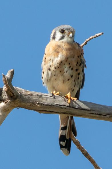 An American Kestrel bird perched on a bare tree branch in front of a clear blue sky.