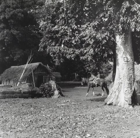 A black and white photograph of a rural scene with two boys riding on the back of a horse. One boy is sitting atop, while the other holds onto his shoulders for stability. They are passing by traditional thatched huts in what appears to be a village setting surrounded by trees. The larger breadfruit tree stands prominently on the right side.