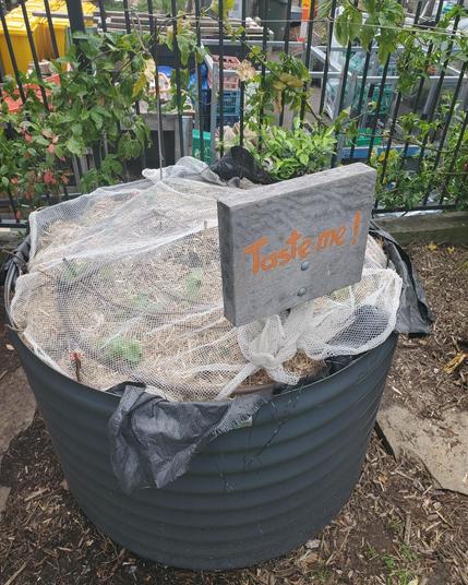 A steel raised bed covered in netting, mulched with straw, planted with small seedlings, with a wooden sign saying “Taste Me!”