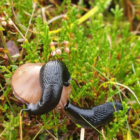 Two black slugs crawling over and towards a tan mushroom. There is lively moss everywhere around them.