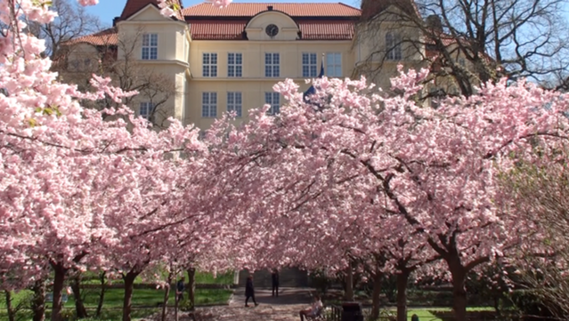 Photo of blossoming cherry trees in Seminarieparken, Campus Linné, University of Gothenburg.