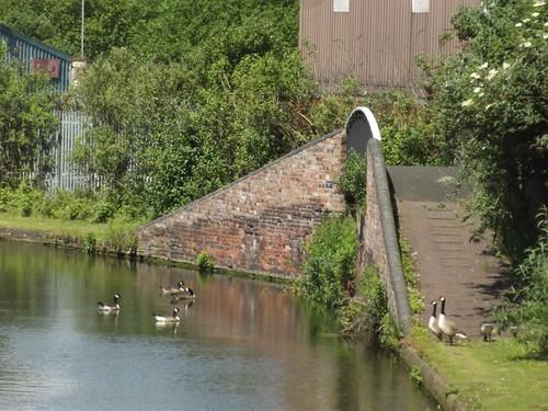 A photo titled "Bridge Street North, Smethwick - Engine Branch - footbridge - Canada geese", taken near Engine Bridge by ell brown on Flickr.