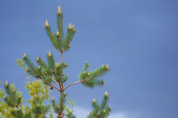 Top of the fir tree in front of the overcast sky