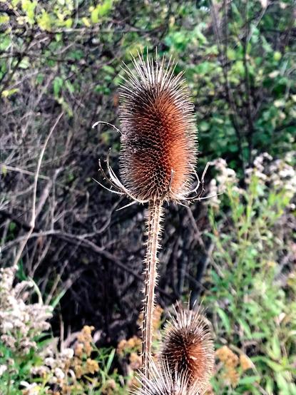 A single dried seedhead, shaped like a cylindrical capsule, composed of many spiny seeds and held aloft by a long prickly stem. Out of focus in the background is various other wild greenery.
