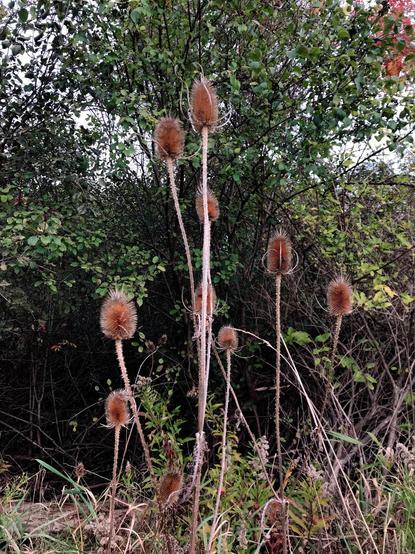 Nine or so dried spiny seedheads shaped like cylindrical capsules and held aloft by long prickly stems of various heights. There is a tree and other greenery in the background.