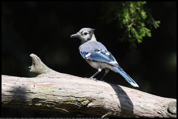A Blue Jay (Cyanocitta cristata) was standing on a cedar branch (Juniperus virginiana) with crest lowered as when eating with family and friends in Norman, Oklahoma, United States on August 6, 2024.