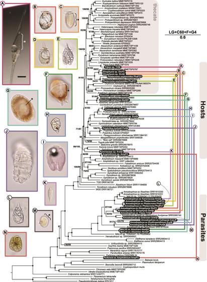 an evolutionary tree of a group of microbes plus illustrative photos of the organisms