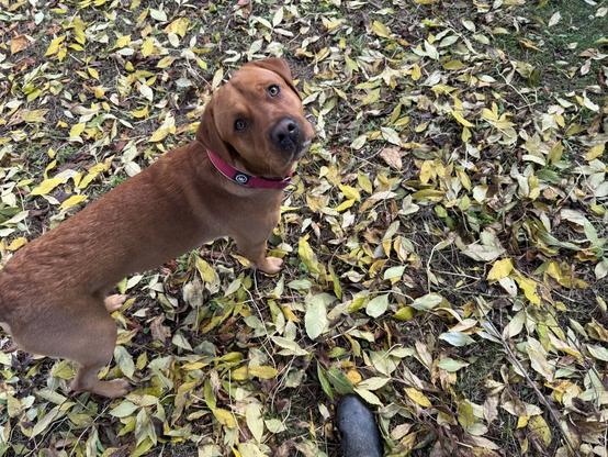 Ted stood in autumn leaves
