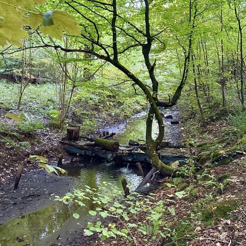 In the forest at a stream.