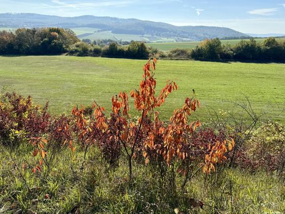 Red leaves on a bush in front of a green landscape.