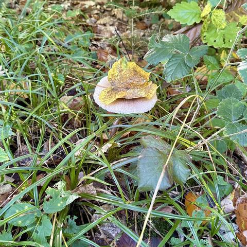 A big mushroom that caught a leaf.