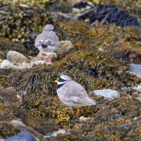 Common ringed plover couple on a beach in Skye, Scotland. Colorful bird, very feisty, and yet perfectly camouflaged. If they hadn't been moving there's no way I'd have spotted them. Not very sharp as I didn't want to disturb the shoreline life (80m distance). #birdphotography #skye #commonringedplover #nature #hiking #scotland 
https://www.rspb.org.uk/birds-and-wildlife/ringed-plover