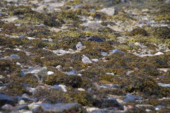 Common ringed plover couple on a beach in Skye, Scotland. Colorful bird, very feisty, and yet perfectly camouflaged. If they hadn't been moving there's no way I'd have spotted them. Not very sharp as I didn't want to disturb the shoreline life (80m distance). #birdphotography #skye #commonringedplover #nature #hiking #scotland 
https://www.rspb.org.uk/birds-and-wildlife/ringed-plover
