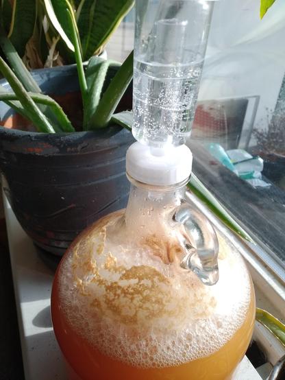 Gallon jug with cloudy apple juice. On top of the juice a thick layer of bubbly foam.