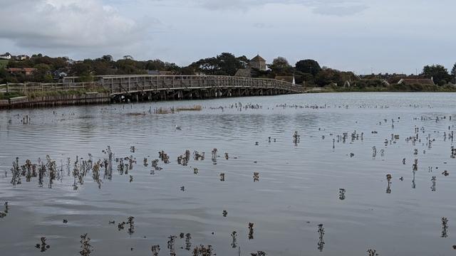 A very full River Adur in West Sussex looking towards Shoreham from the Lancing end of the Old Toll Bridge. A single herring gull is swimming in the water in the foreground.