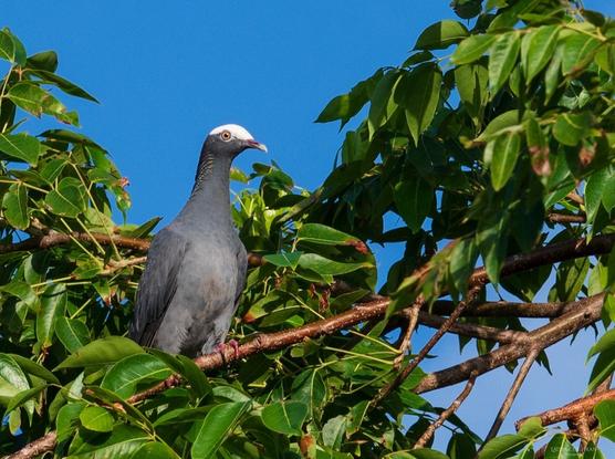 A White-Crowned Pigeon.