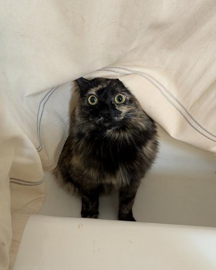 Photo of a very intense looking tortoiseshell cat peeking from inside an empty bathtub, partly covered by a white shower curtain