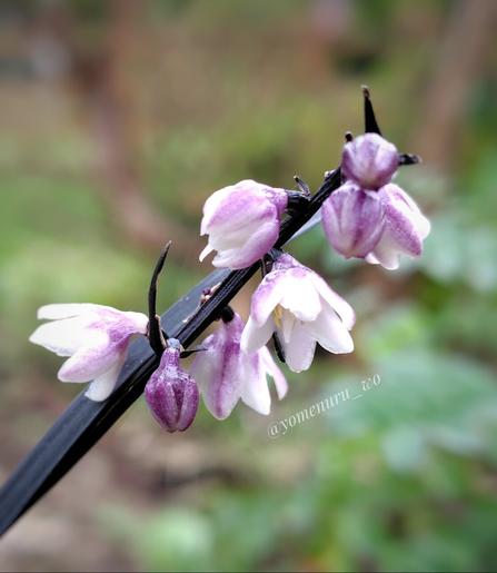 6個の花被片が漏斗状に咲いた黒龍の花。淡い紫の小さな花がややうつむき加減にいくつか集まって咲いている。