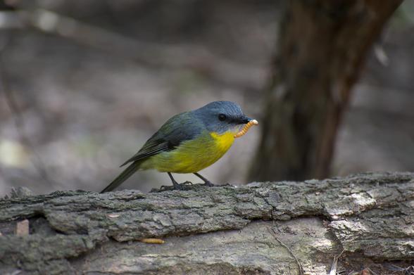 robin, Eastern Yellow Robin, yellow breast, cheeky robin, thieving robin, mealworm in beak,