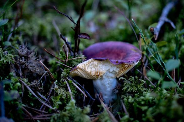 Bolet al bosc