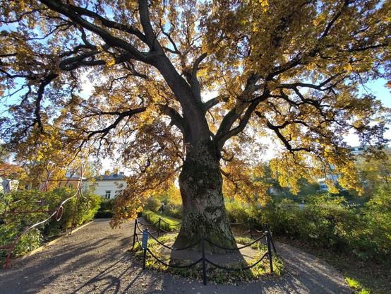 An old fenced oak tree in the backyard of the Sibelius Museum. In the background, other plants and old buildings.