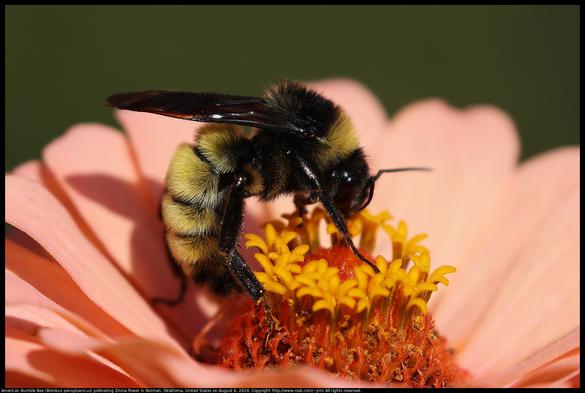 An American Bumble Bee (Bombus pensylvanicus) was pollinating a Zinnia flower in Norman, Oklahoma, United States on August 6, 2024.