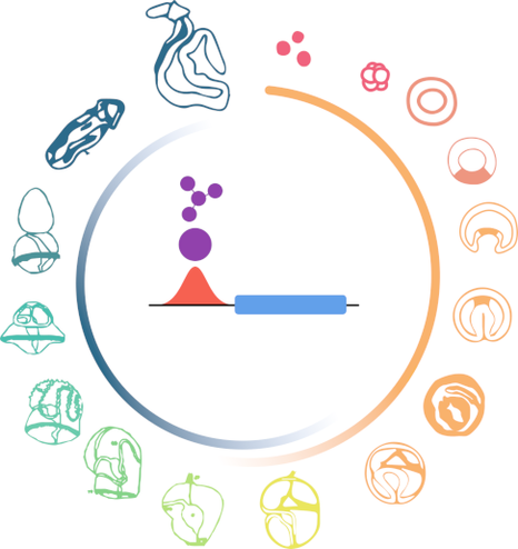Life cycle of the hemichordate Ptychodera flava showing life stages from egg to adults, represented in a clock-wise manner forming a circle. In the center, a simple schematics of a gene, a nearby region of open chromatin, and a network of transcription factors.