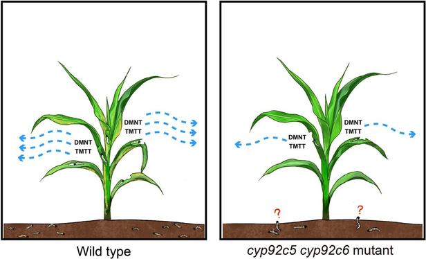Diagrams comparing WT and cyp92c5 cyp92c6 mutant plants to illustrate that plant terpenes DMNT and TMTT function as signaling compounds that attract Asian corn borer (Ostrinia furnacalis) to maize plants.