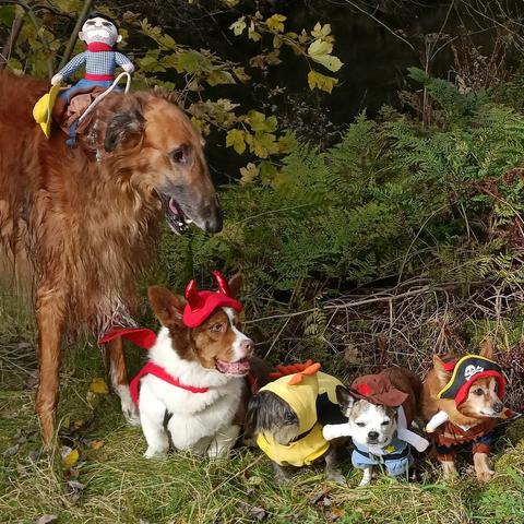 A large Borzoi with a rodeo cowboy doll on his back, a Corgi with red horns and red wings, a mix with yellow dragon costume, a mix with a sheriff costume and a mix with a pirate costume posing in an autumn forrest.
