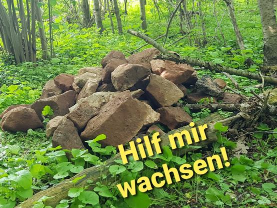 Ein kleines Häufchen Steine an einer Hecke, daneben der Text "Hilf mir wachsen!"