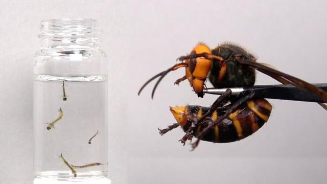 ボウフラにオオスズメバチの毒を与える